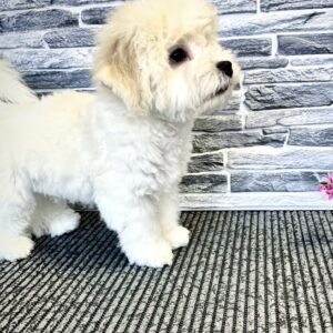 Felix Bichon Frise Felix Bichon Frise