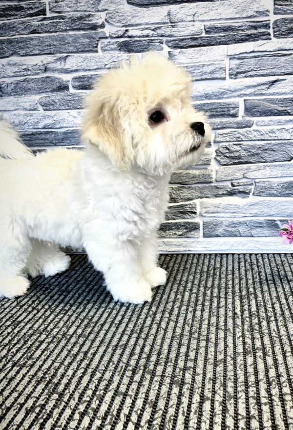 Felix Bichon Frise Felix Bichon Frise