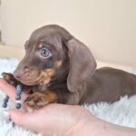Felix-male-miniature-dachshund-puppy-for-sale- (1)