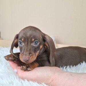 Felix Miniature Dachshund Felix Miniature Dachshund
