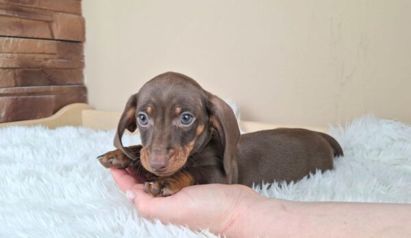 Felix Miniature Dachshund Felix Miniature Dachshund