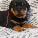 Fergie-female-Rottweiler-puppy-for-sale-1