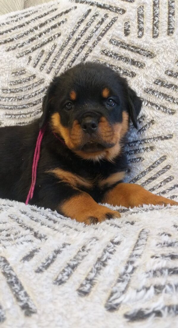 Fergie Rottweiler Fergie Rottweiler