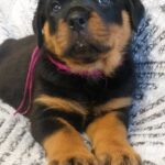 Fergie-female-Rottweiler-puppy-for-sale-2