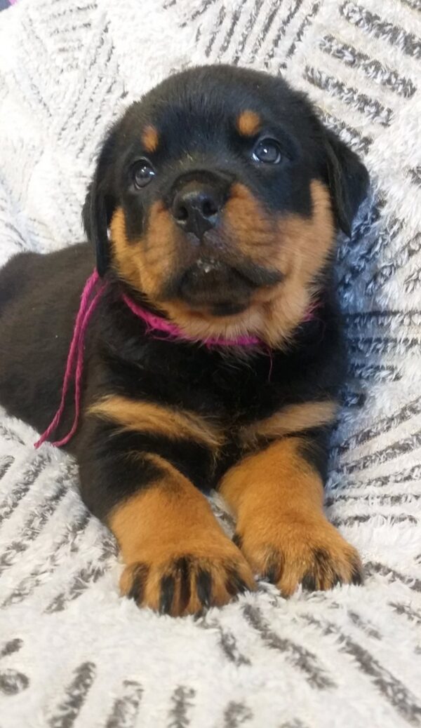 Fergie Rottweiler Fergie Rottweiler