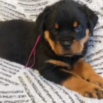 Fergie-female-Rottweiler-puppy-for-sale-3