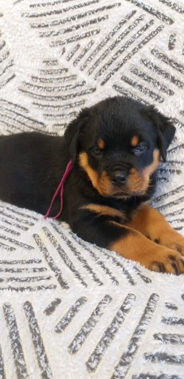 Fergie Rottweiler Fergie Rottweiler