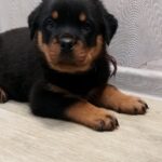 Fergus-male-Rottweiler-puppy-for-sale-1