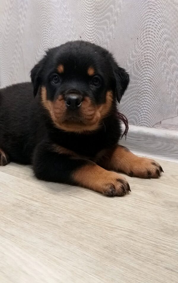 Fergus Rottweiler Fergus Rottweiler