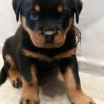 Fergus-male-Rottweiler-puppy-for-sale-2