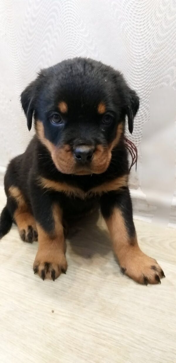 Fergus Rottweiler Fergus Rottweiler