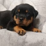 Fergus-male-Rottweiler-puppy-for-sale-3