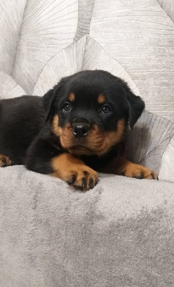 Fergus Rottweiler Fergus Rottweiler