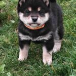 Fifi-female-dhiba-inu-puppy-for-sale- (1)