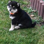 Fifi-female-dhiba-inu-puppy-for-sale- (2)