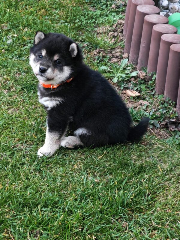 Fifi Shiba Inu Fifi Shiba Inu