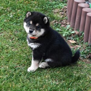 Fifi Shiba Inu Fifi Shiba Inu