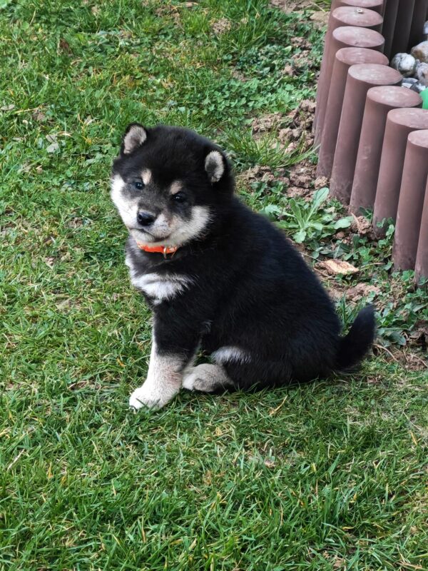 Fifi Shiba Inu Fifi Shiba Inu