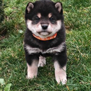 Fifi Shiba Inu Fifi Shiba Inu
