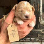 Filja-female-Maltipoo-puppy-for-sale-1