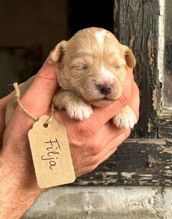 Filja Maltipoo Filja Maltipoo