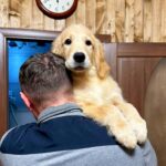 Finis-male-Retriever-puppy-for-sale-1