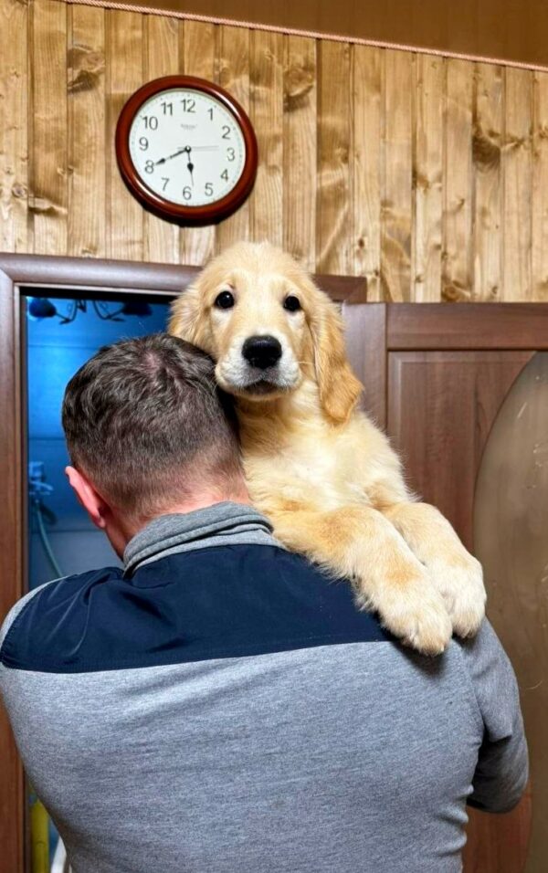 Finis Golden Retriever Finis Golden Retriever