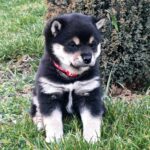 Fiona-female-shiba-inu-puppy-for-sale- (1)