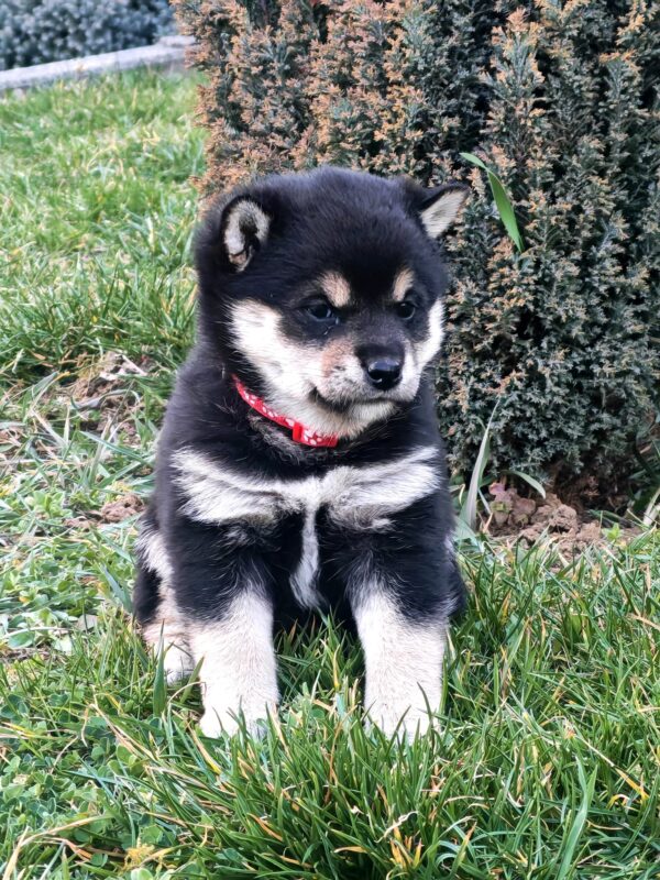 Fiona Shiba Inu Fiona Shiba Inu