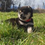Fiona-female-shiba-inu-puppy-for-sale- (2)