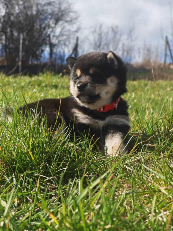 Fiona Shiba Inu Fiona Shiba Inu