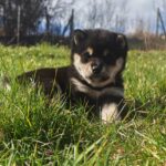 Fiona-female-shiba-inu-puppy-for-sale- (3)