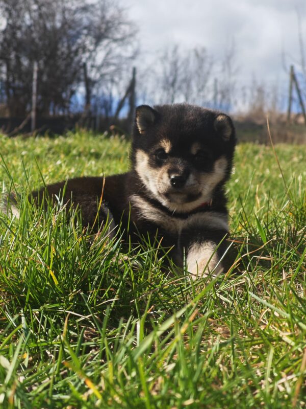 Fiona Shiba Inu Fiona Shiba Inu