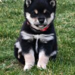 Fiona-female-shiba-inu-puppy-for-sale- (4)