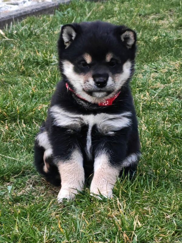 Fiona Shiba Inu Fiona Shiba Inu