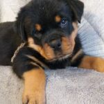 Fiorella-female-Rottweiler-puppy-for-sale-1