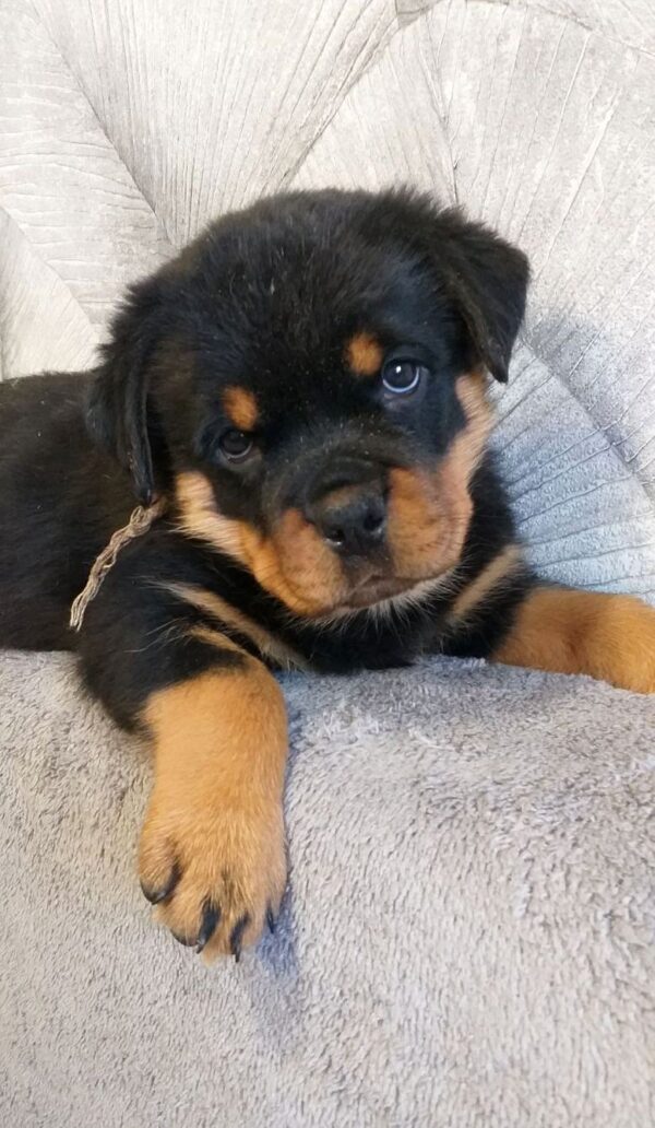 Fiorella Rottweiler Fiorella Rottweiler