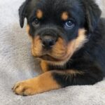Fiorella-female-Rottweiler-puppy-for-sale-2