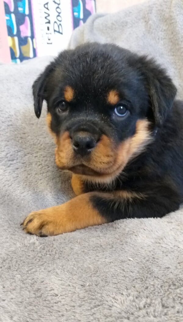 Fiorella Rottweiler Fiorella Rottweiler