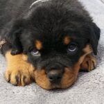 Fiorella-female-Rottweiler-puppy-for-sale-3