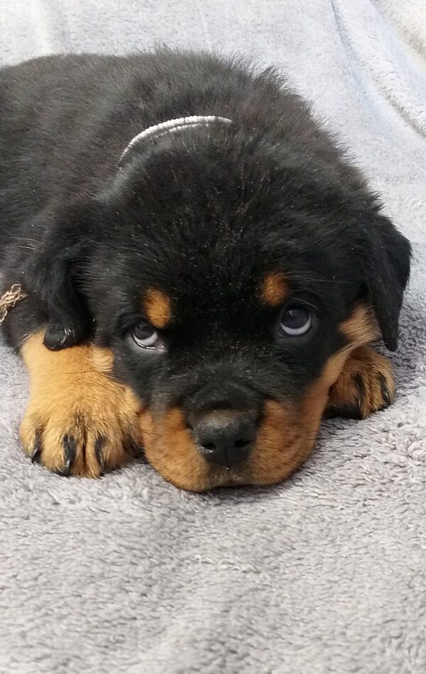 Fiorella Rottweiler Fiorella Rottweiler