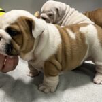 Flash-male-english-bulldog-puppy-for-sale- (1)