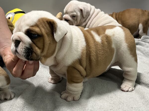 Flash English Bulldog Flash English Bulldog