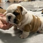 Flash-male-english-bulldog-puppy-for-sale- (2)