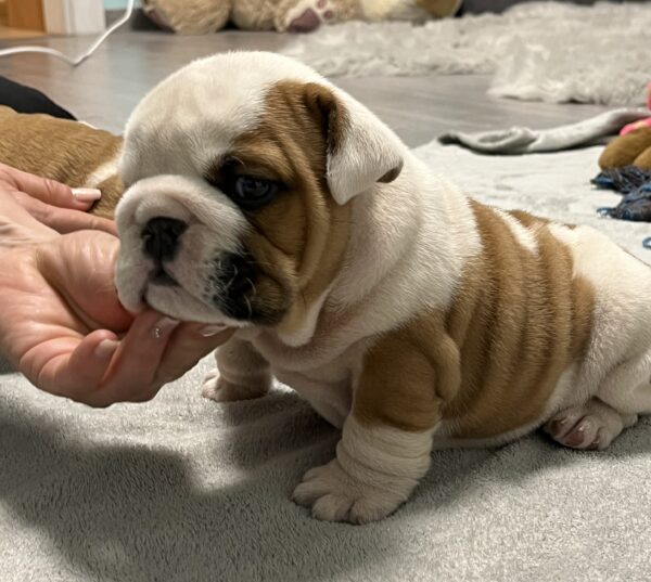 Flash English Bulldog Flash English Bulldog