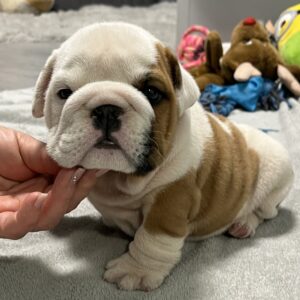 Flash English Bulldog Flash English Bulldog