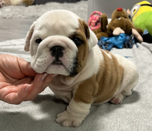 Flash English Bulldog Flash English Bulldog