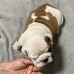 Flash-male-english-bulldog-puppy-for-sale- (4)