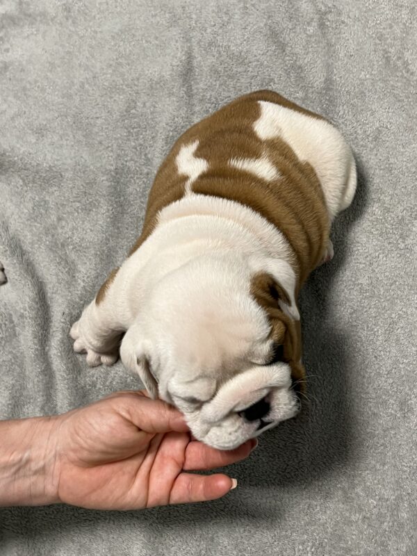 Flash English Bulldog Flash English Bulldog