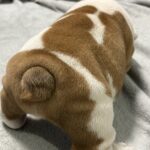 Flash-male-english-bulldog-puppy-for-sale- (5)